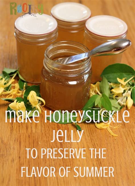 Honeysuckle Jelly - How to Make  Can  Useful Knowledge