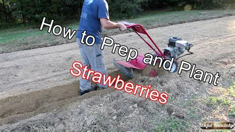 Planting Strawberries in the Fall   Useful Knowledge