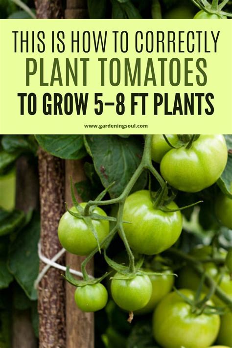 How to Plant Tomatoes  Useful Knowledge